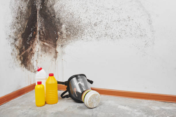 Best DIY Mold Remediation Support Services in Isanti, MN