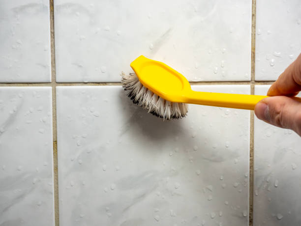 Best Post-Flood Mold Remediation in Isanti, MN
