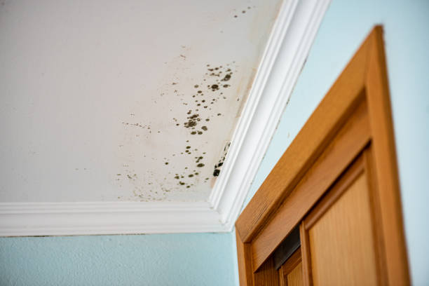 Best Mold Testing and Inspection Services in Isanti, MN