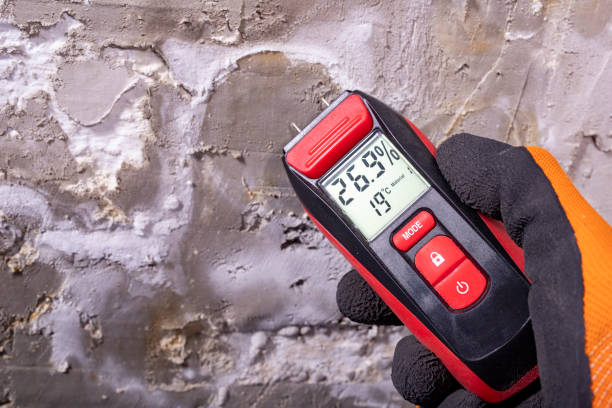 Best Industrial Mold Remediation in Isanti, MN