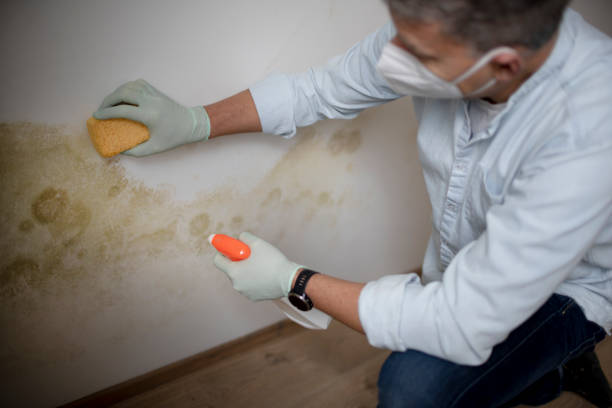 Best Emergency Mold Remediation in Isanti, MN
