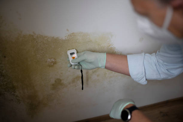 Best Health and Safety Mold Remediation in Isanti, MN
