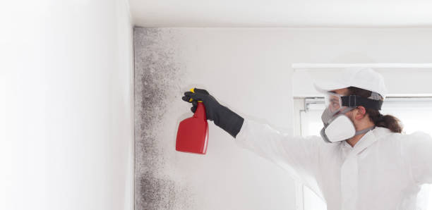 Best Post-Flood Mold Remediation in Isanti, MN