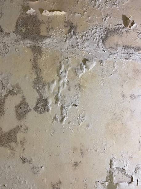Best Residential Mold Remediation in Isanti, MN