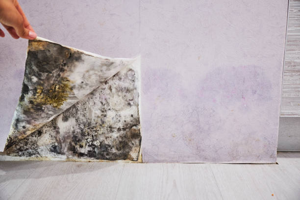 Best Black Mold Remediation in Isanti, MN